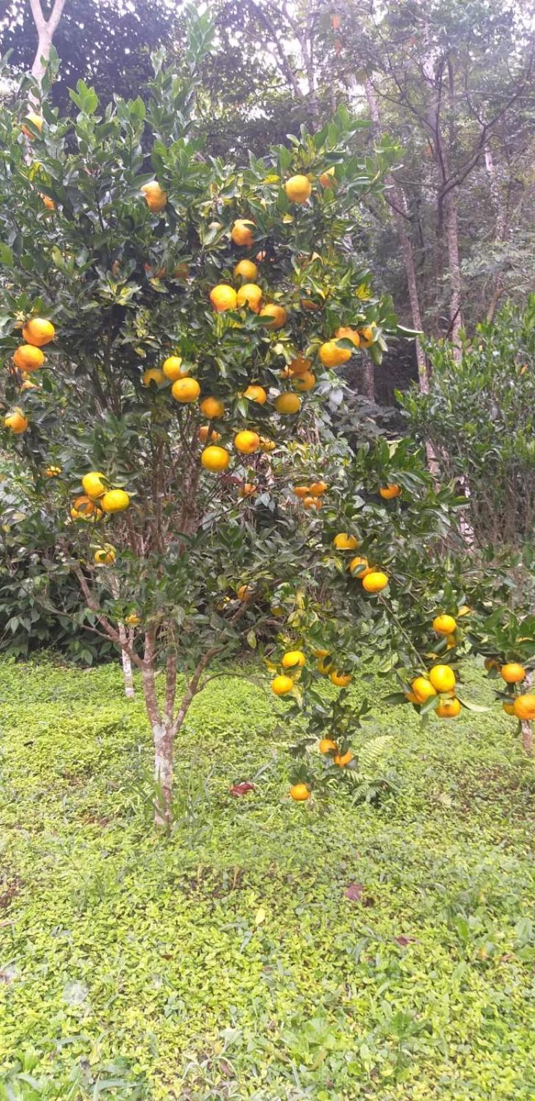 Fazenda Piloes Villa Petrópolis Esterno foto