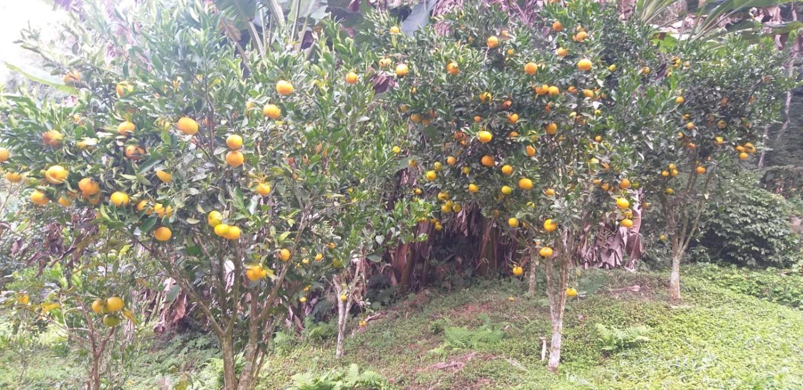 Fazenda Piloes Villa Petrópolis Esterno foto