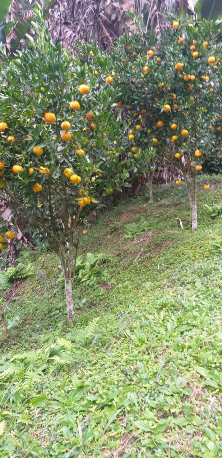 Fazenda Piloes Villa Petrópolis Esterno foto