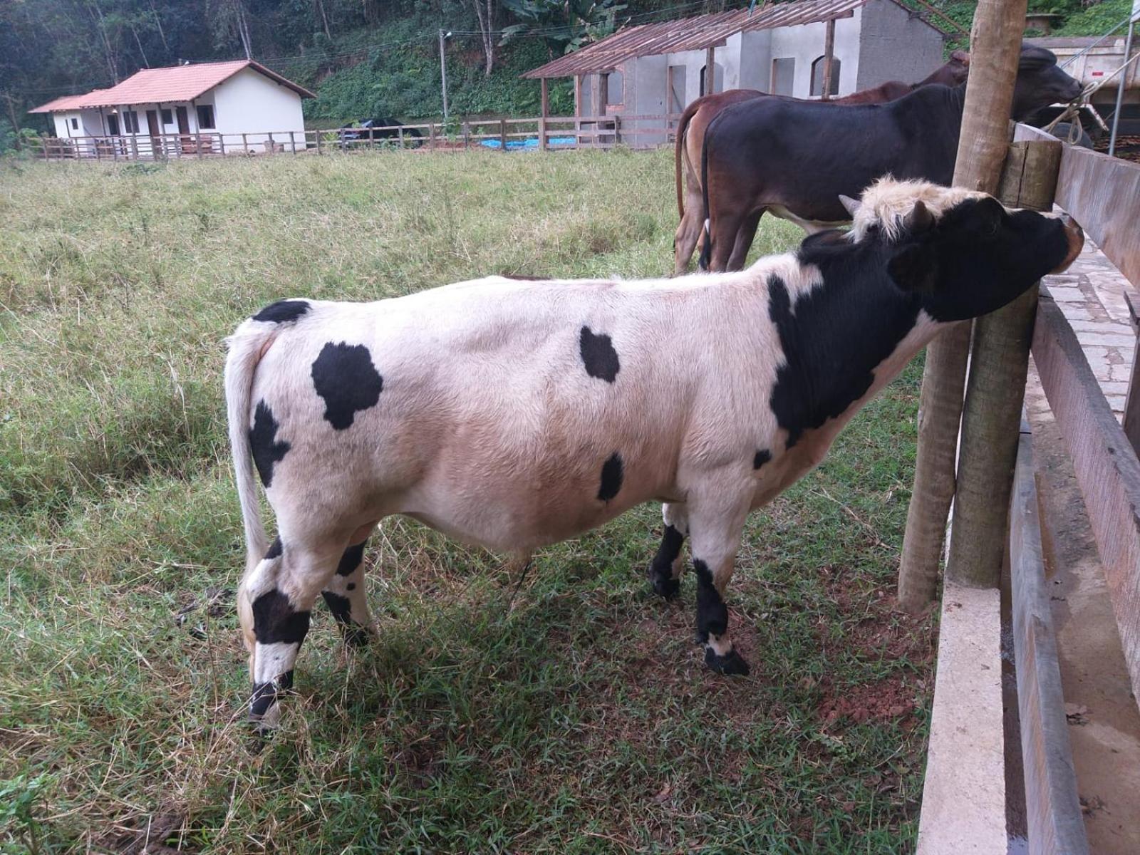 Fazenda Piloes Villa Petrópolis Esterno foto