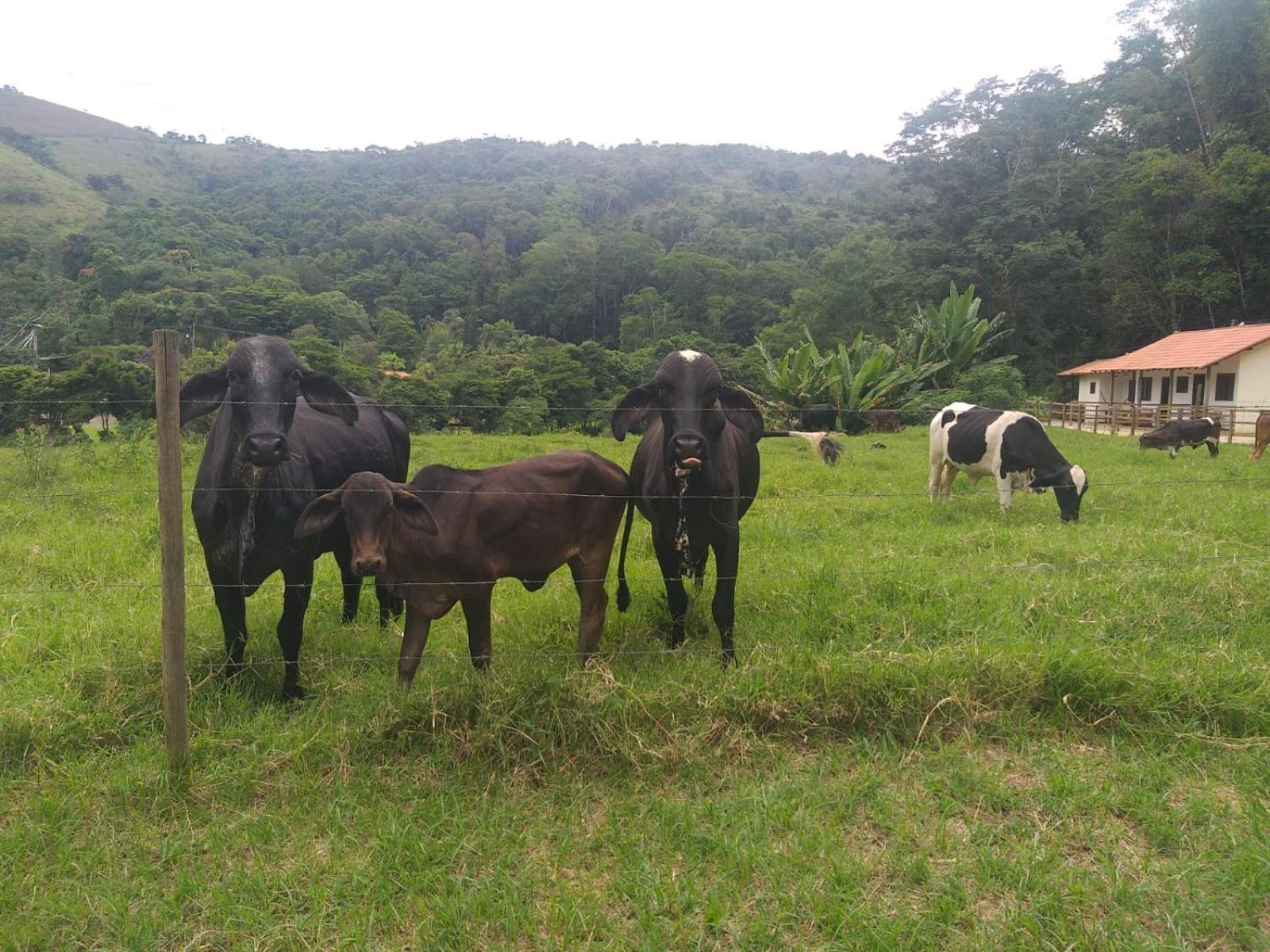 Fazenda Piloes Villa Petrópolis Esterno foto