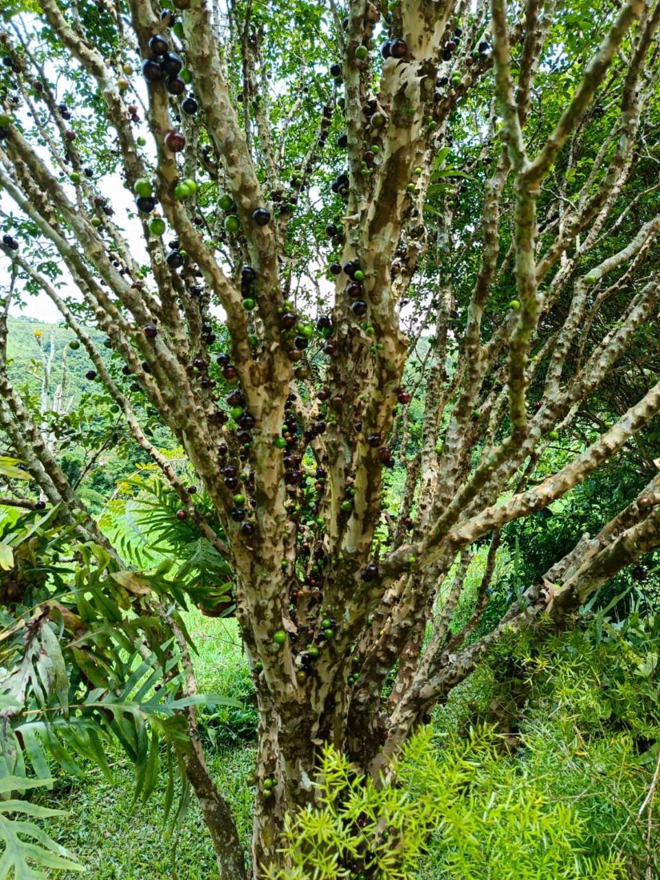 Fazenda Piloes Villa Petrópolis Esterno foto